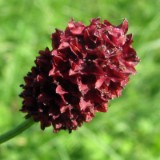 1009F 077 Goeppingen-PB